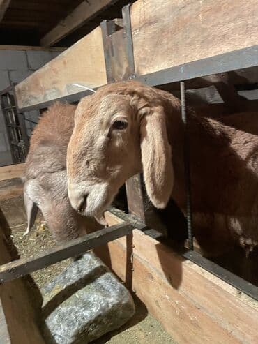 продаю овец: Продаю | Баран (самец) | Арашан | Для разведения — 5