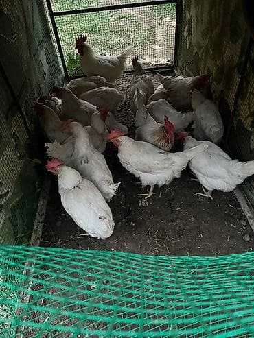 корозия: Продаю | Куры | Леггорн | Несушки — 4