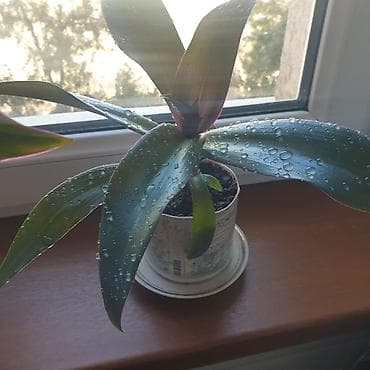 бизнем: Продаю: 1. цветок рео ( кошелек бизнесмена ) не прихотливый. Цветёт — 5