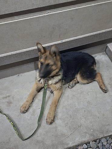 Отдам даром собаку: Немецкая овчарка, молодая собака классического чёрно-рыжего окраса — 2