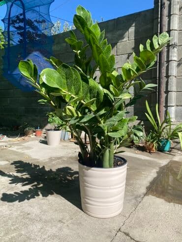 купить аквариум для рыбок недорого: Каждый Замиокулькас (Zamioculcas zamiifolia) в горшке по 4000 - — 2