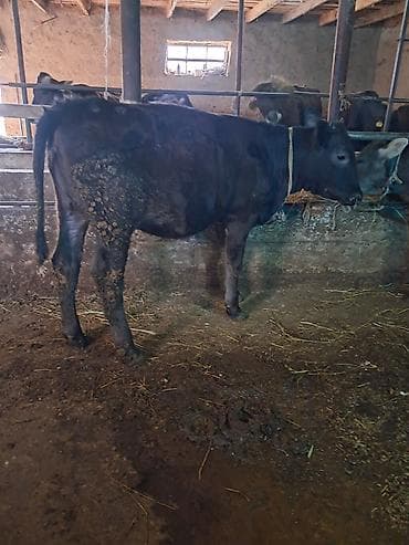 белые кролики: Продаю | Бык (самец) | На откорм | Привязанные — 7