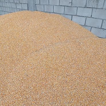 Жугору мака. кукуруза 🌽🌽🌽🌽🌽🌽
