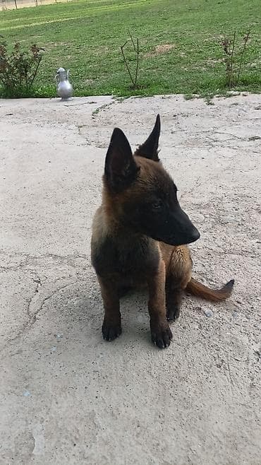 кошка шотландская цена: Бельгийская овчарка, 3 месяца, Самка, С прививкой — 2