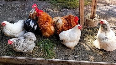 коротколапая кошка: Продаю | Цыплята | Для разведения — 3