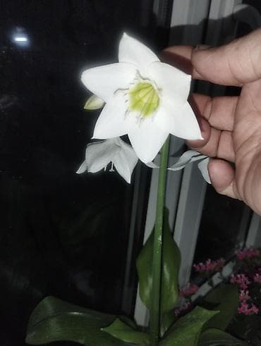 букет пионы: Эухарис (амазонская лилия) в декоративном пластиковом кашпо. - Белые — 3