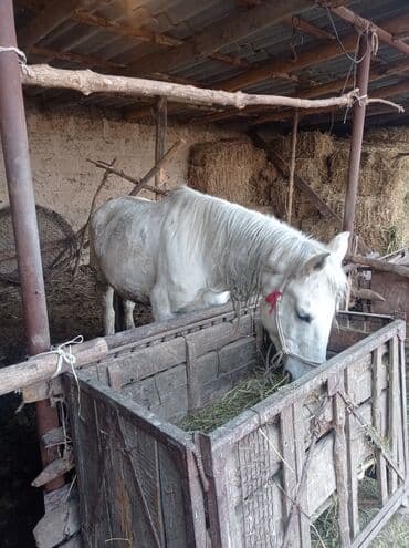 Трансформатор майы: Сатам | Бээ (ургаачы) | Кара Жорго | Көбөйтүү үчүн | Мерин — 3