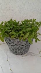 Садовые инструменты и инвентарь: Изделия из ротанга.Принимаем заказы звонить на номер — 15