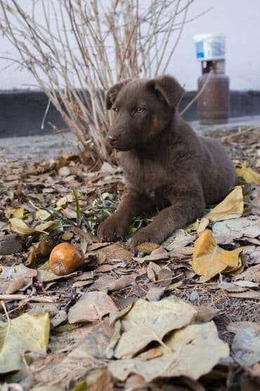 Собаки: Отдам щенка в добрые руки, девочка 4месяца, обработана от паразитов — 2