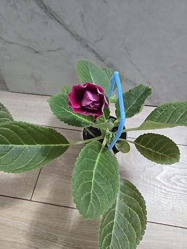 глоксиния гулу: Глоксиния (Sinningia speciosa) в горшке Цветущие глоксинии Украшение — 8