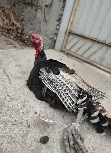 купить корм для перепелов несушек: Продаю | Индюк (самец) | Для разведения — 1