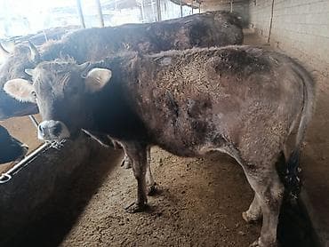 сары булун: Сатам | Бука (эркек) | Швиц | Бордоп семиртүү үчүн | Байланган — 3