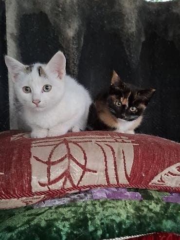 котята простые: Котята, помёт из двух малышей: - Белый котёнок с серыми отметинами на — 1
