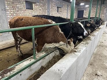 Зоотовары: Продаю | Тёлка | Герефорд | На откорм, На забой, Для разведения | Отела не было, Привязанные — 1