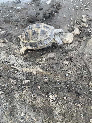 Сухопутная черепаха (домашний питомец) - Вид: сухопутная черепаха