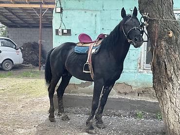 продаю гусь: Продаю | Жеребец | Полукровка — 3