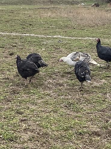 продать животных: Индюки — 2