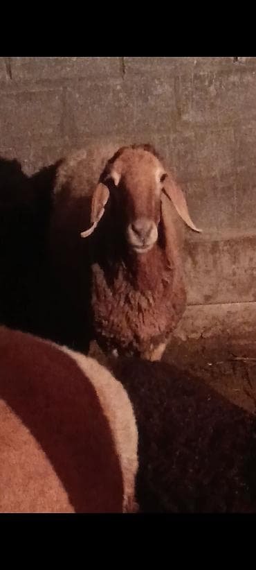Продам с/х животных: Продаю | Овца (самка) | Для разведения — 4