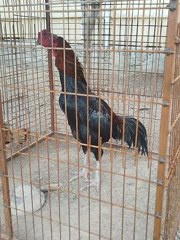 сетка для куры: Дакан короздор сатылат активный алмашу жолдору бар адрес Заря Тынчтык — 5