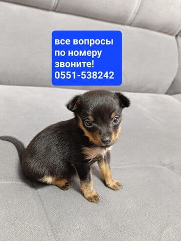 той пудель купить: 1 месяц, Самец — 1