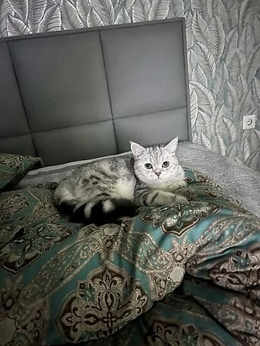Шотландский короткошёрстный кот, серебристый табби. Красивый окрас с