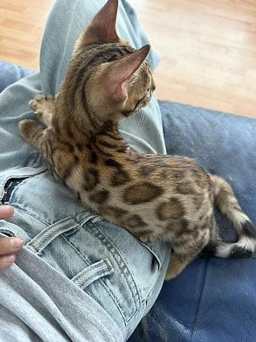 кот бенгальский: Бенгальский котёнок 3 месяца с ярким розеточным окрасом (контрастные — 1