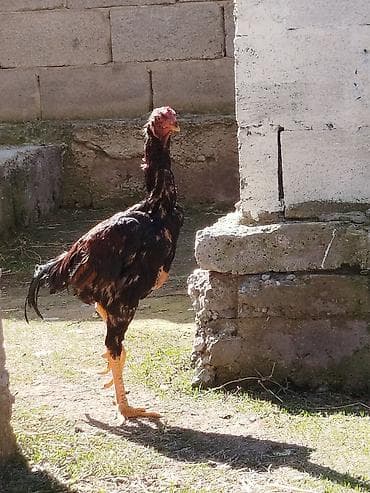 купить белку: Продаю | Петух | Бойцовая | Для разведения — 2