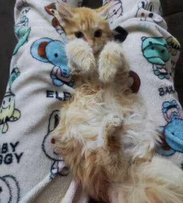 продам домик для кошки: Город Каракол Пушистый рыжий котёнок с длинной шерстью и — 2