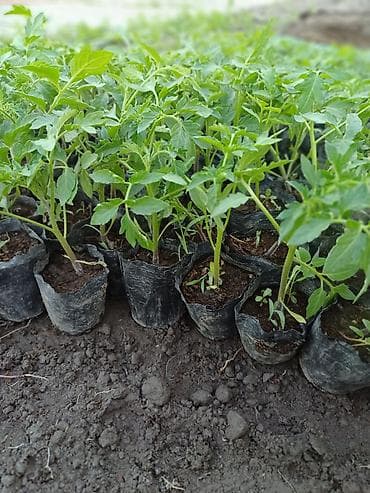 жалал абад кыз керек: Жашылча көчөт Өзү алып кетүү — 1