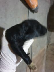 цены породистых собак: Отдам даром 4 дневных щенят,3 шт,их мама умерла сегодня,щенята — 4