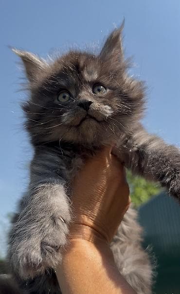 домашные животные: В нашем питомнике Elsonite подрастают невероятные котята Мейн Кун — — 3