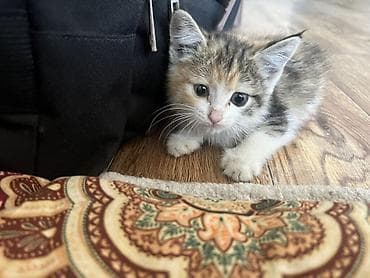 Кошка даром: Беспородная, 1 месяц, Девочка, Приучена к лотку