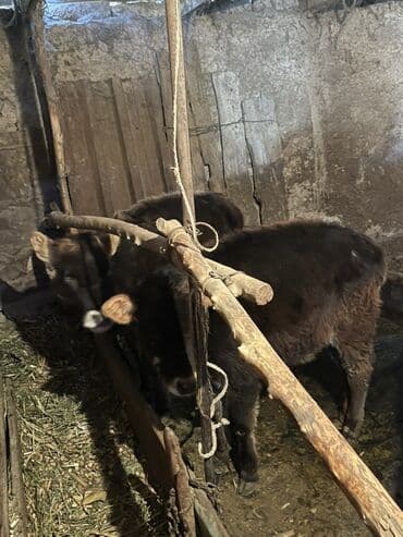 индюк ундук: Сатам | Музоо | Бордоп семиртүү үчүн | Байланган — 2