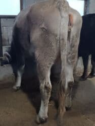 дом для животных: Сатам | Уй (ургаачы) | Швиц | Көбөйтүү үчүн, Сүт алуу үчүн | Асыл тукумдуу, Бооз, Жасалма уруктандырылган — 5