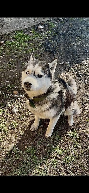 щенок шпица: Хаски, 3 года, Самец — 1