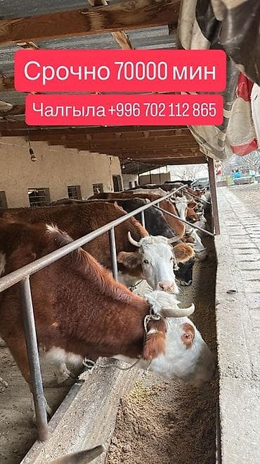 кой сойу: Продаю | Бык (самец) | На откорм — 2