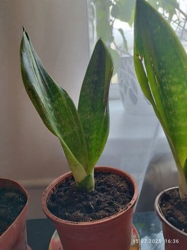 бутылочное дерево: 🌿 Продается Сансевиерия 🌿 Красивое и неприхотливое комнатное растение — 2