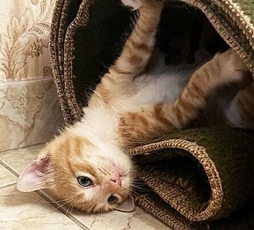 Котёнок, 7 недель, в добрые руки. - Активный, игривый, ласковый