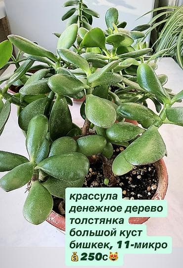 крассула: В продаже комнатные цветы разные см фотки фикусы и тд НАПИШИТЕ — 8