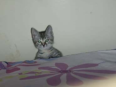 собака долматинец: Мышыгым жоголуп атат коргондор болсо чалып койсонуздар мага же кимдир — 4