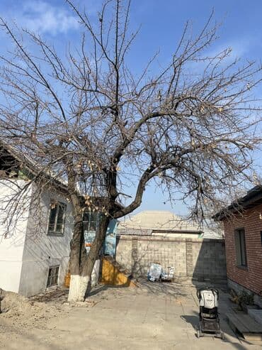 отдам деньги даром: Есть фруктовое дерево, кому надо на дрова можете спилить и забрать — 1