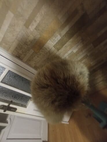 Баш кийимдер: Шапке, Кулак жапкан тумак, Табигый булгаары, Кыш, Помпон менен — 10