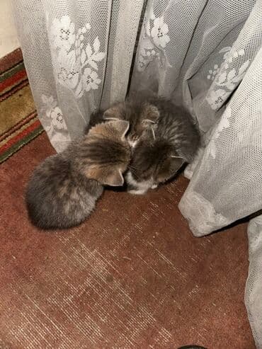 новорожденные котята: Котята, домашние, короткошёрстные. Описание: - Помёт из нескольких — 4