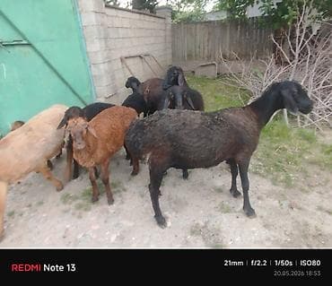 бенгальская домашняя кошка: Продаю | Ягненок | Для разведения | Племенные — 1