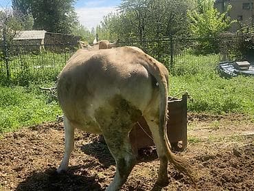 вызов ветеринара на дом бишкек: Продаю | Корова (самка) | Швицкая | Для разведения, Для молока | Привязанные — 4