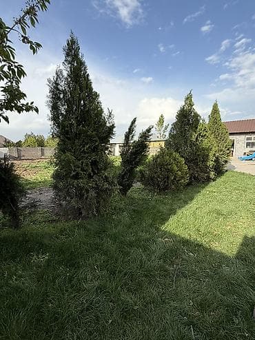 саженцы дуба: Туя Сатылат Живые хвойные растения для озеленения участка — 4