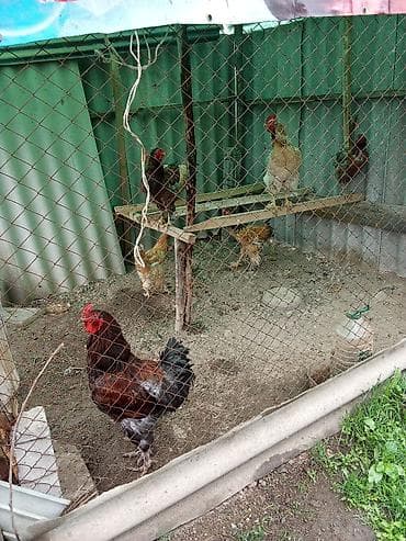 сколько стоит мальтипу мини: Продаю | Петух | Для разведения — 2