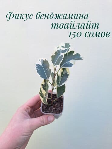 газон готовый: ● Комнатные растения (укоренённые черенки, молодые растения, взрослые — 14