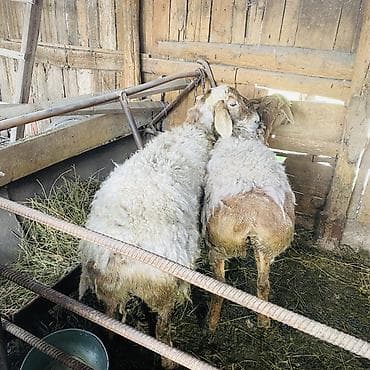 бамбуковая мышь: Продаю | Овца (самка) | Для разведения | Матка — 2