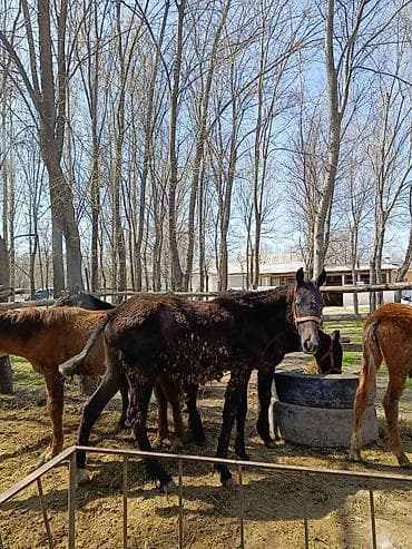 зоомагазин ош инстаграм: Тайлар сатылат (7, ургаачы ) (2,еркек) баалары келишим турдо если — 5